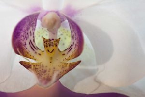 Orchidee 23.72017-85